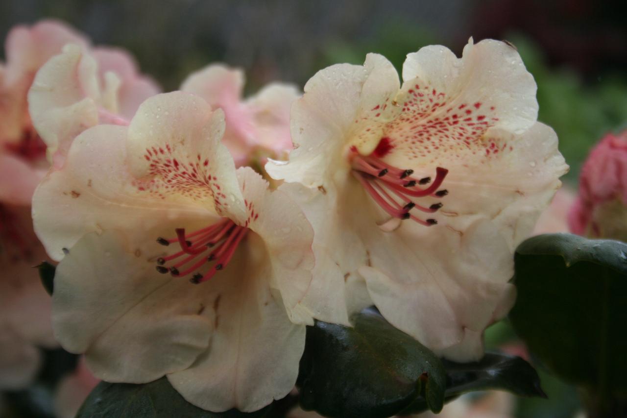 Rhododendron 'Viscy'