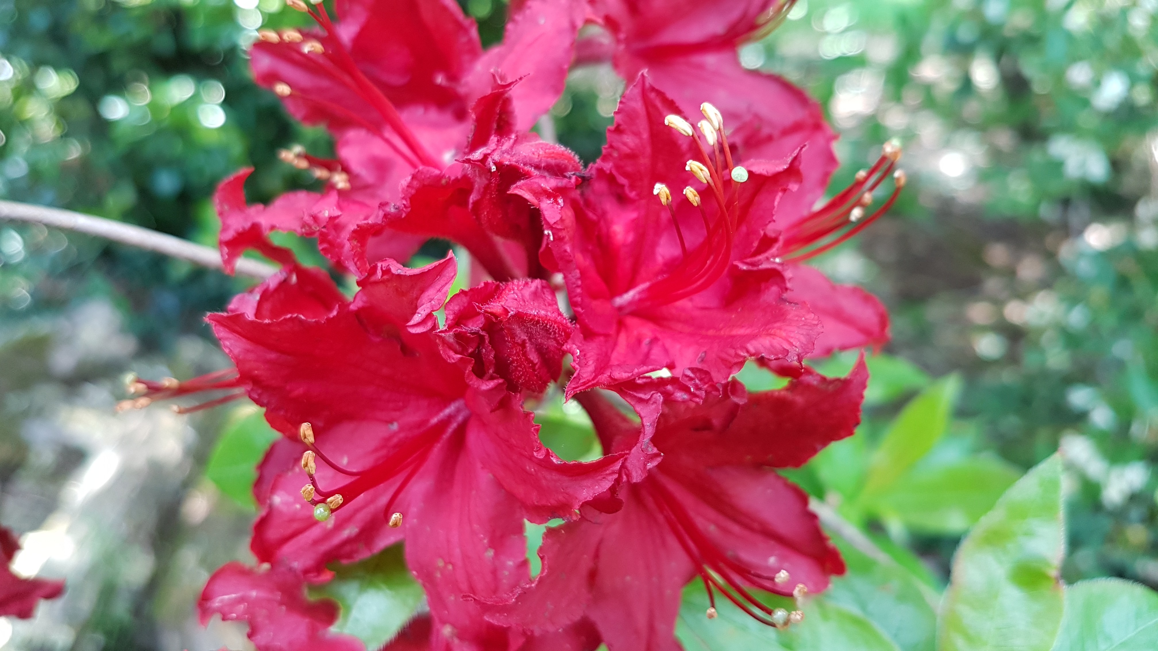 Rhododendron (Azalée x caduc) 'Wallowa Red'