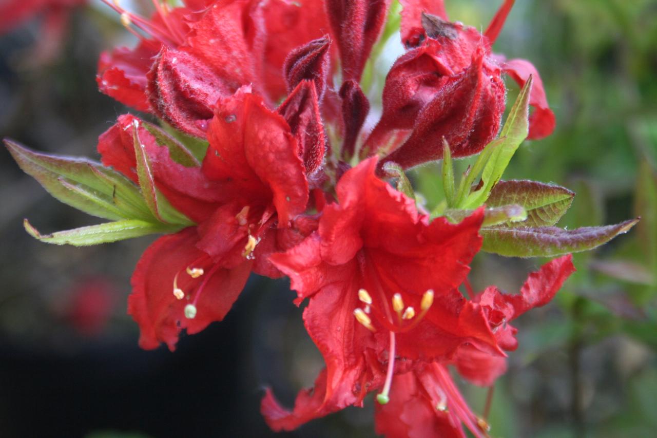 Rhododendron 'Wallowa Red' (x Exbury)