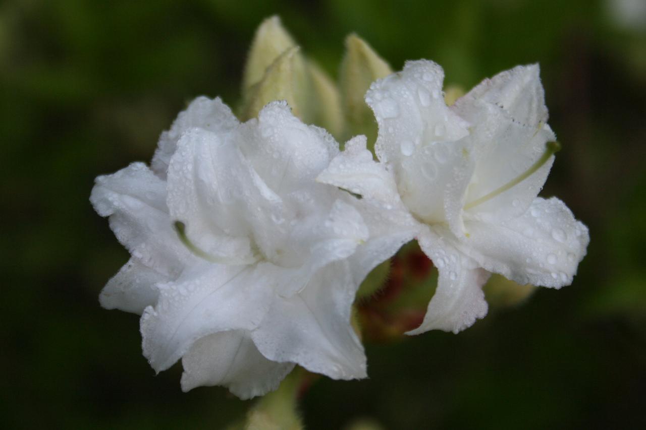 Rhododendron 'Whitethroat'