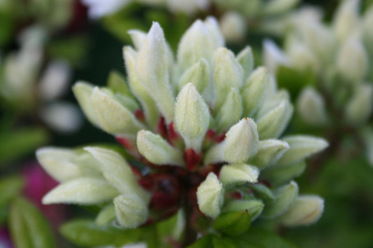 Rhododendron 'Whitethroat'