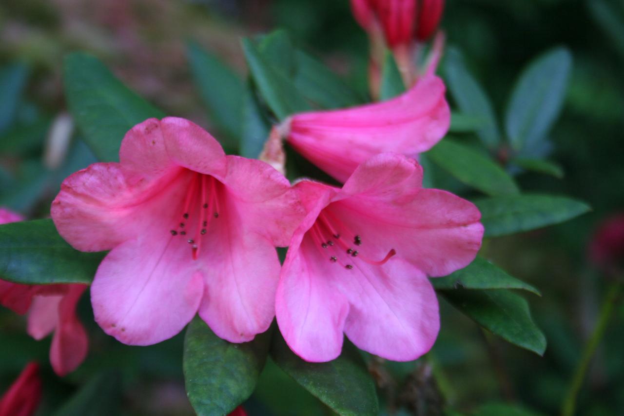 Rhododendron 'Winsome'