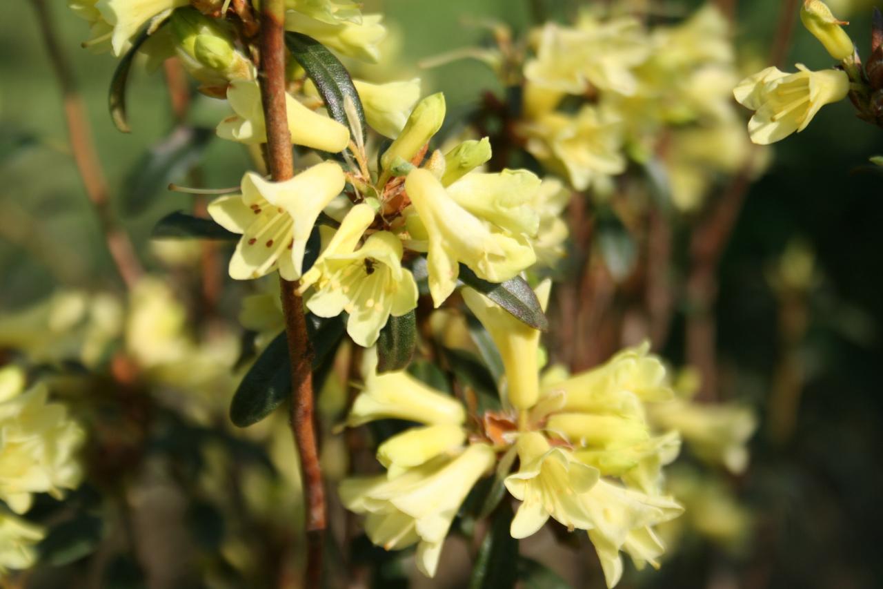 Rhododendron 'Yellow Hammer'-6-