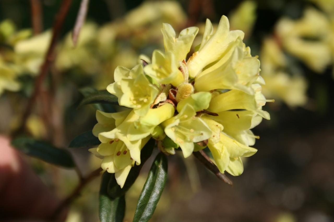 Rhododendron 'Yellow Hammer'-7-