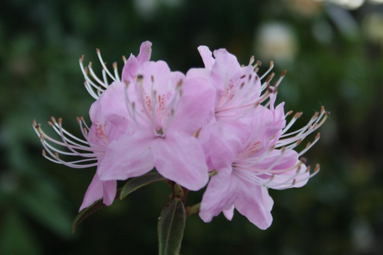 Rhododendron yunnanense-5-