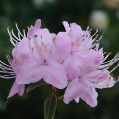 Rhododendron persistant botanique