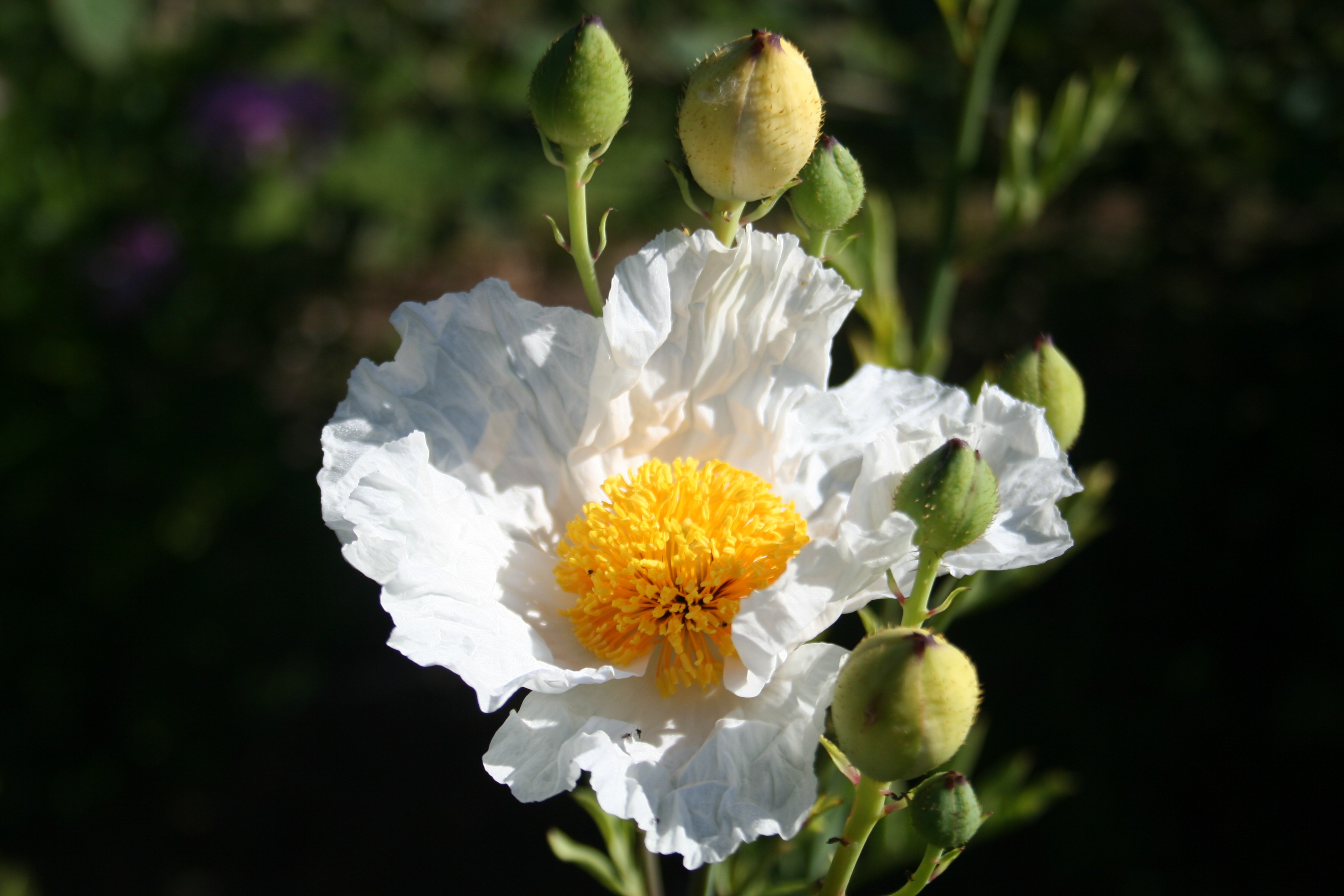Romneya coulteri