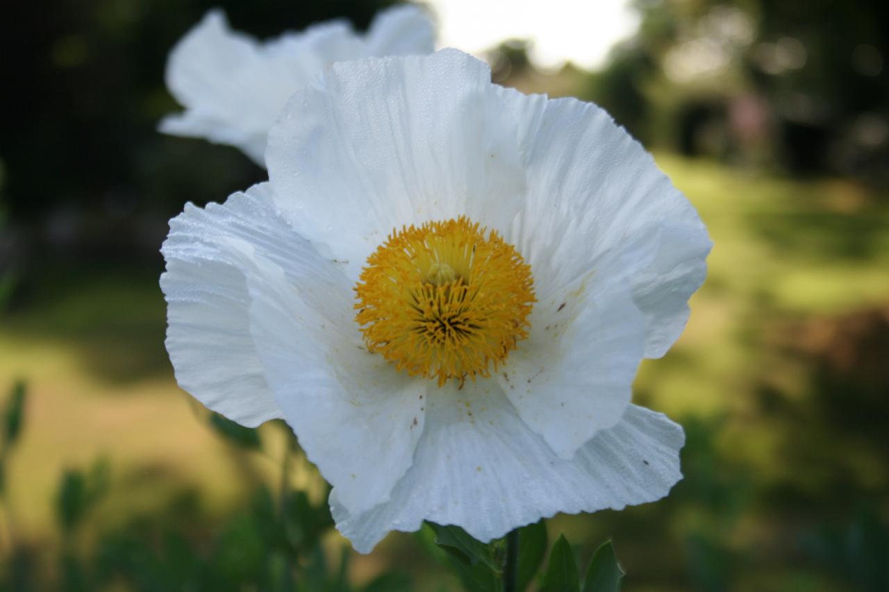 Romneya coulteri