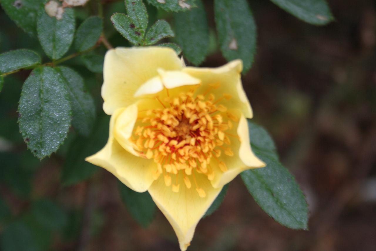 Rosa 'Aïcha'