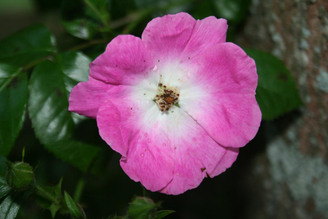 Rosa 'American Pillar'