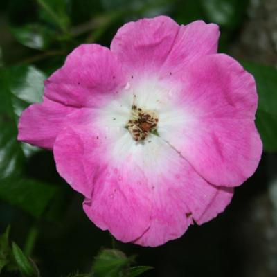 Rosa 'American Pillar'