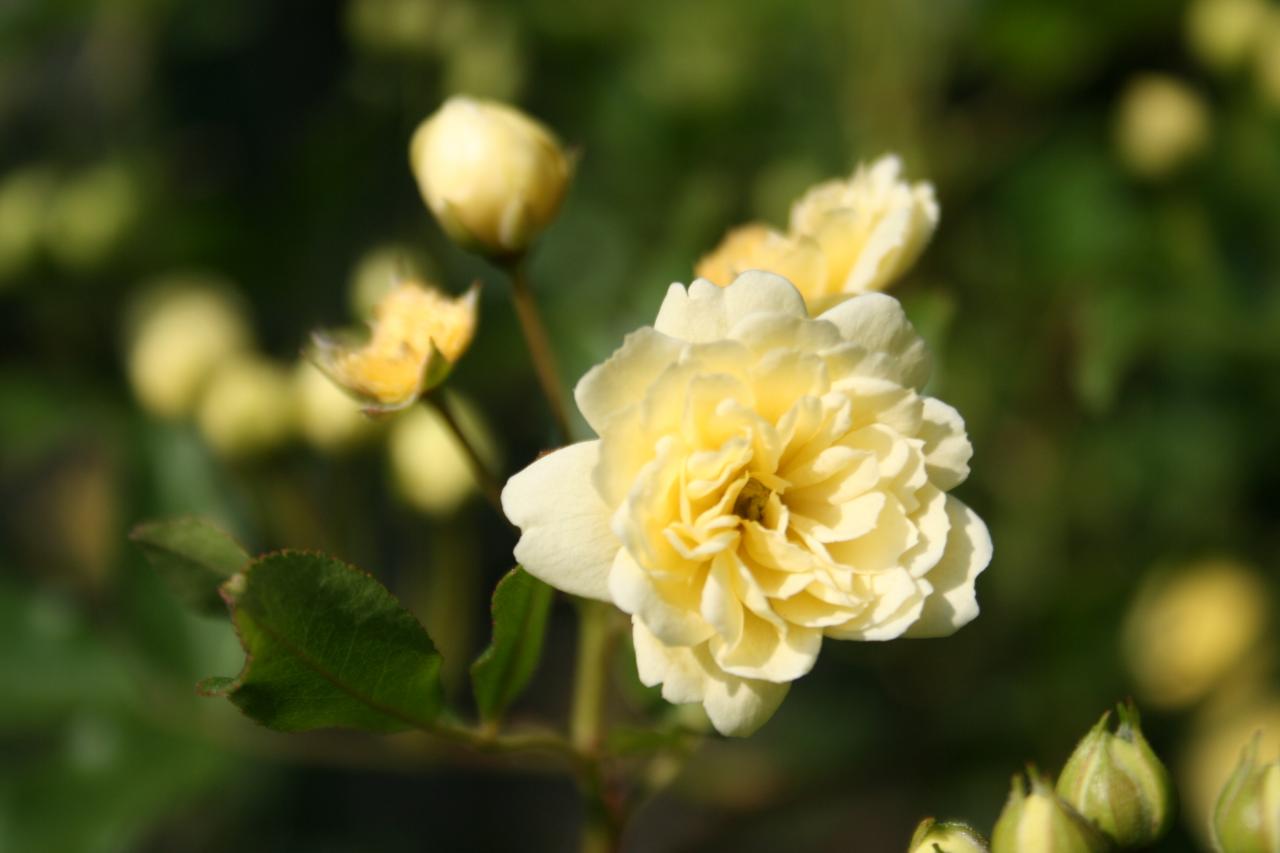 Rosa banksiae 'Lutea'