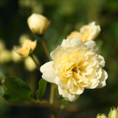 Rosa banksiae 'Lutea'