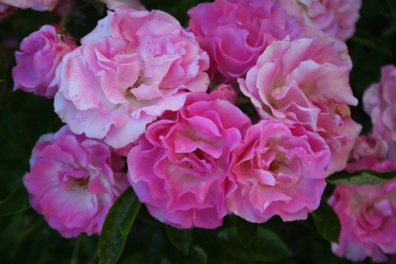 Rosa banksiae 'Rosea'-2-