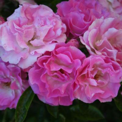 Rosa banksiae 'Rosea'-2-