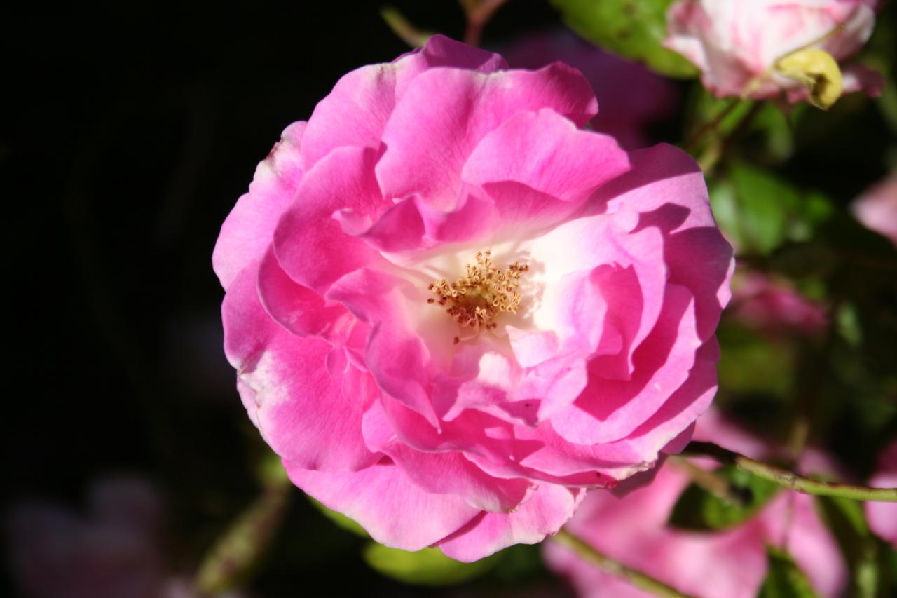 Rosa banksiae 'Rosea'