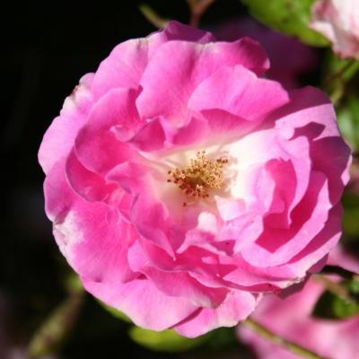 Rosa banksiae 'Rosea'