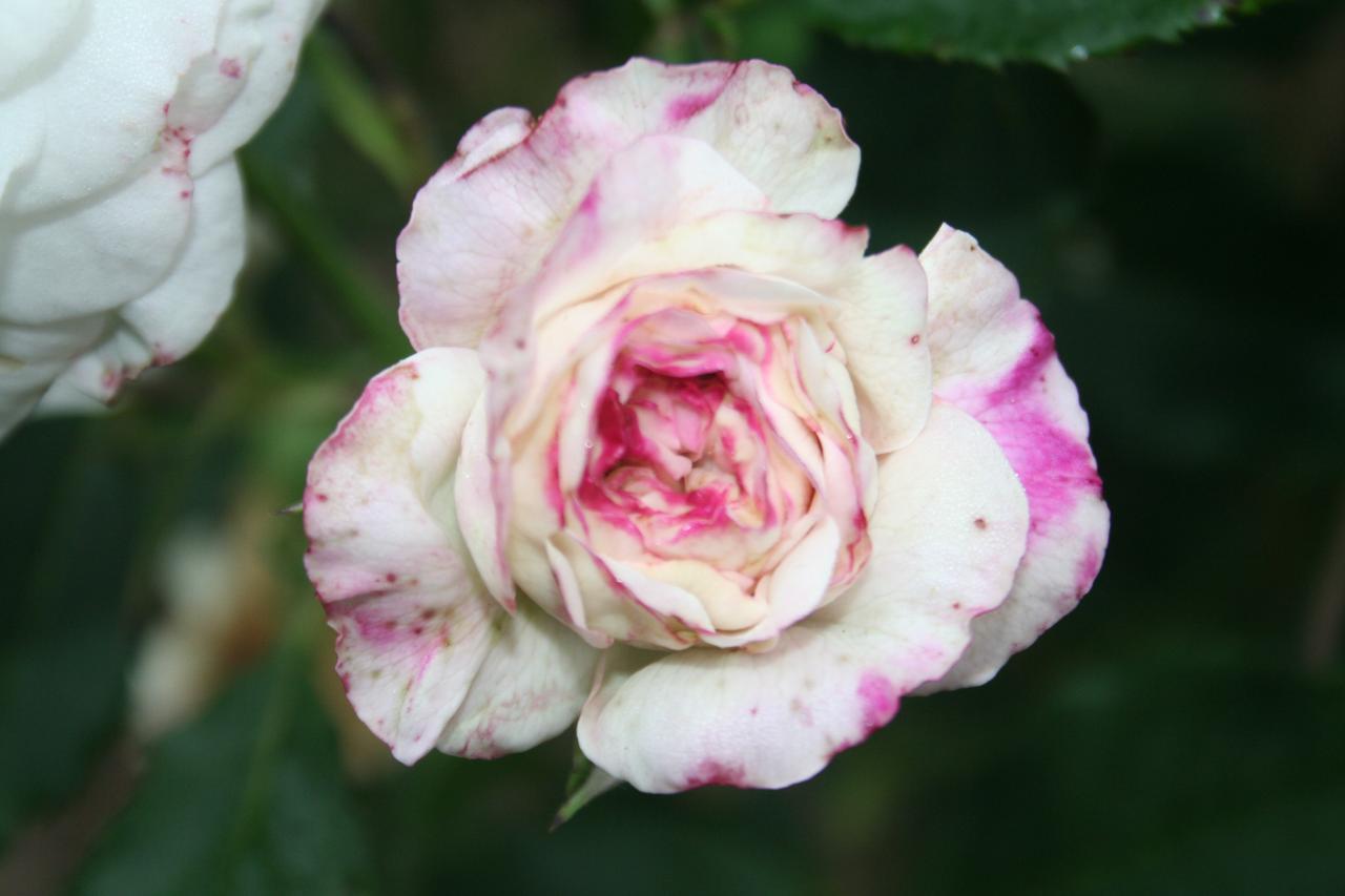 Rosa 'Boule de Neige' (bourbon)