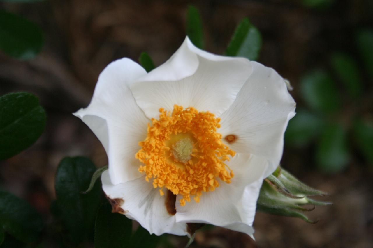 Rosa bracteata