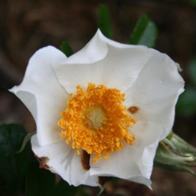 Rosa bracteata