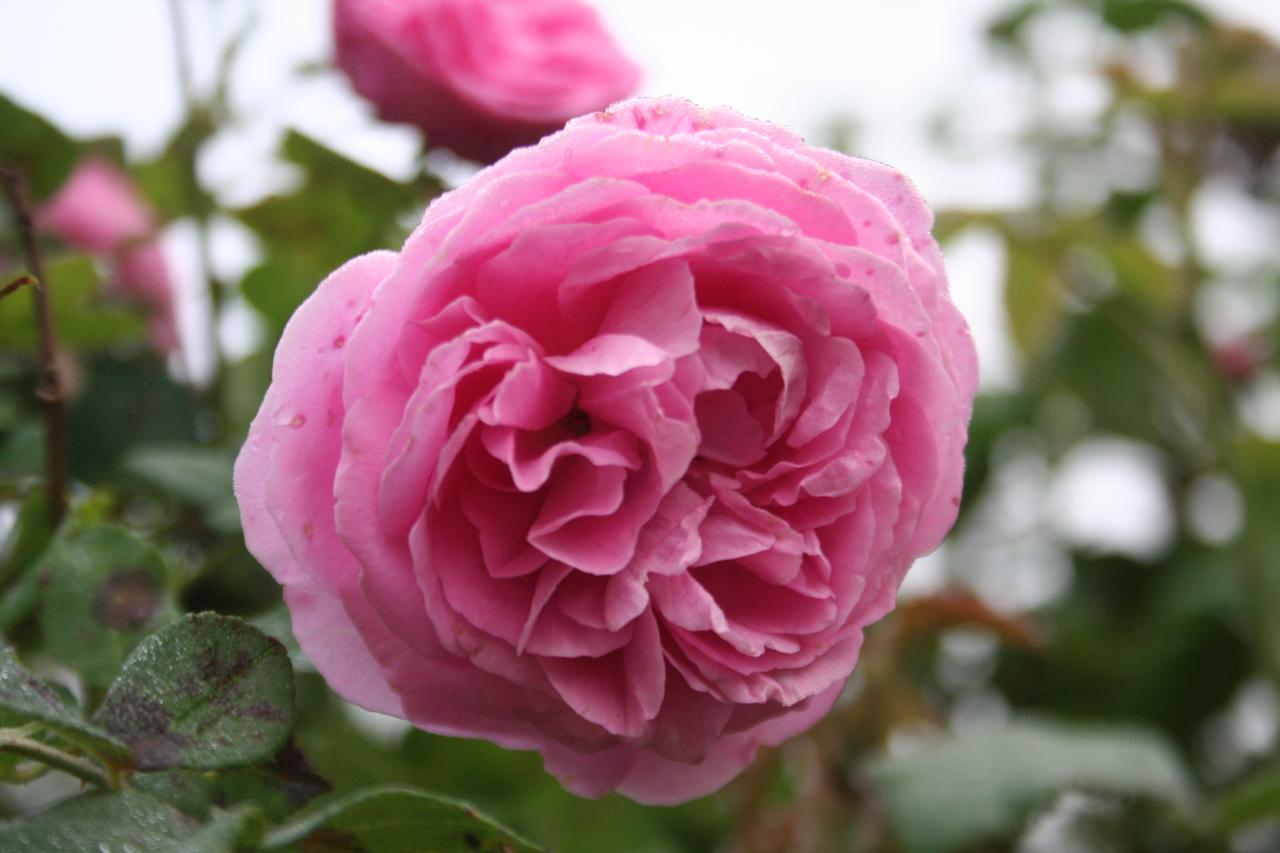 Rosa 'Coupe d'Hebe'