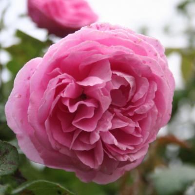 Rosa 'Coupe d'Hebe'