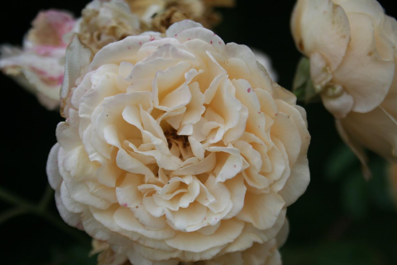 Rosa 'Daybreak'