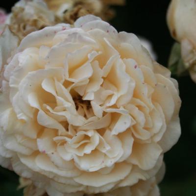 Rosa 'Daybreak'