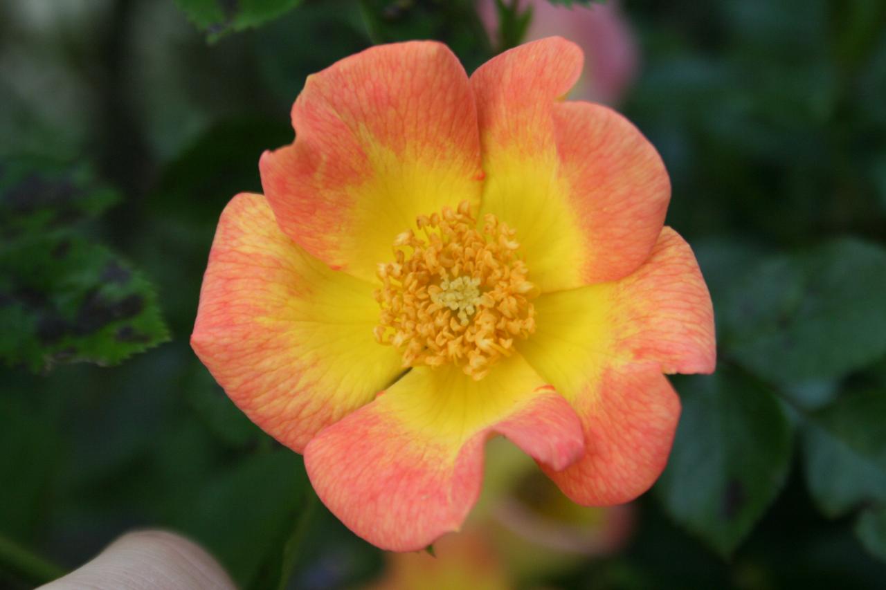 Rosa EUPHORIA® 'Intereup'-2-