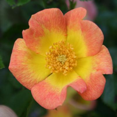 Rosa EUPHORIA® 'Intereup'-2-