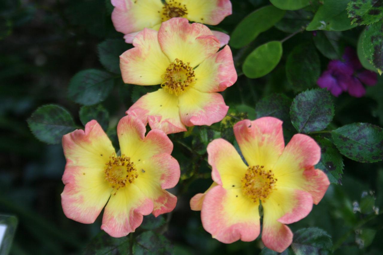 Rosa EUPHORIA® 'Intereup'