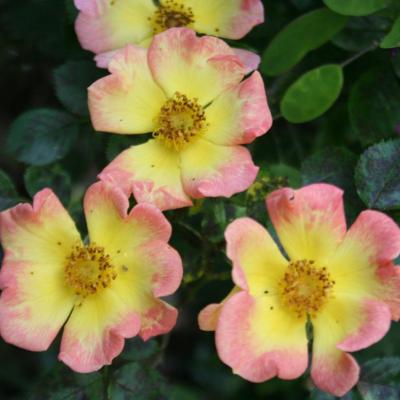 Rosa EUPHORIA® 'Intereup'