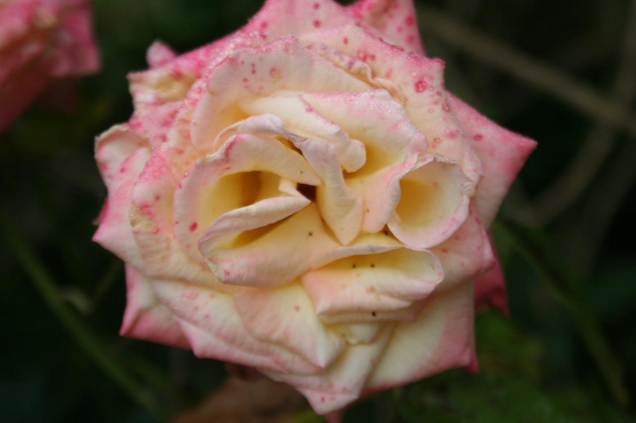 Rosa FAIRY AMBIANCE® 'Adofero'