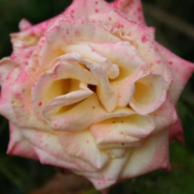 Rosa FAIRY AMBIANCE® 'Adofero'