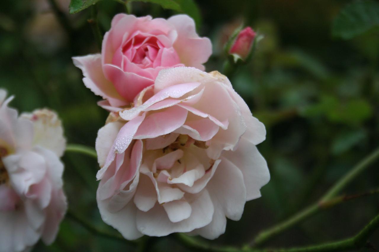 Rosa 'Felicia'