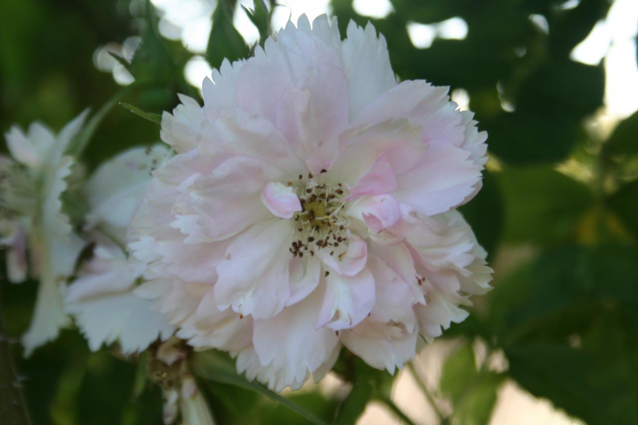 Rosa 'Fimbriata' (x rugosa)