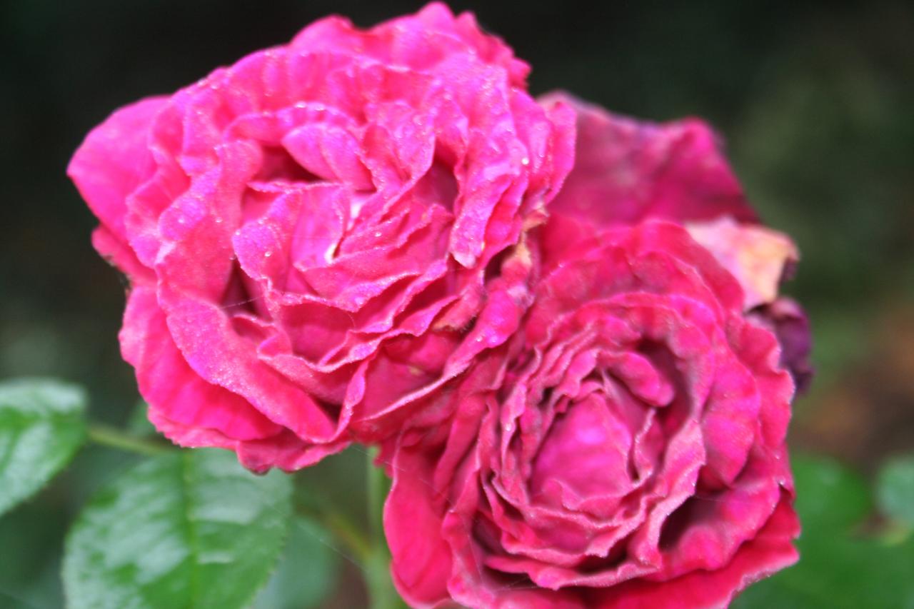 Rosa 'Fisher and Holmes'