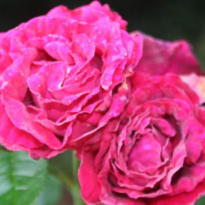 Rosa 'Fisher and Holmes'