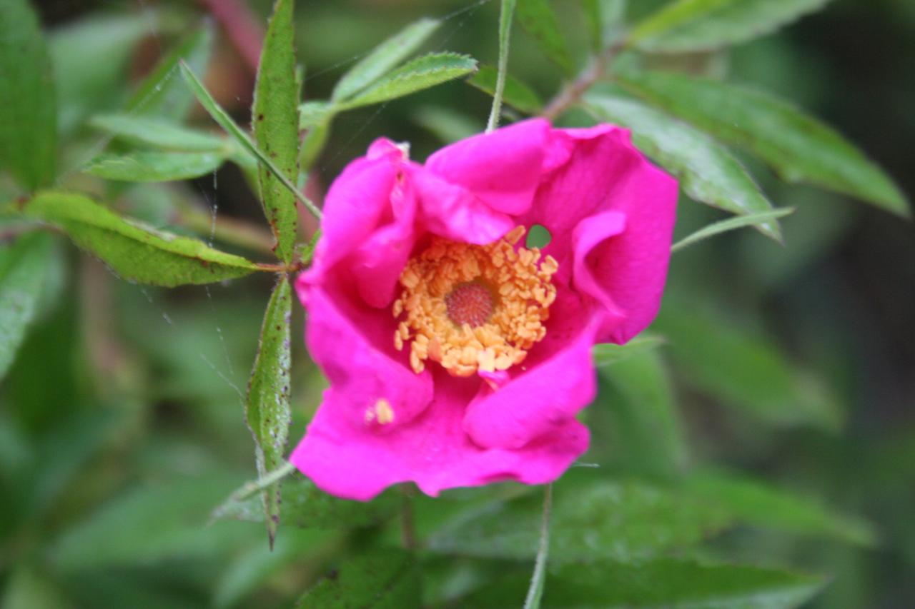 Rosa foliosa