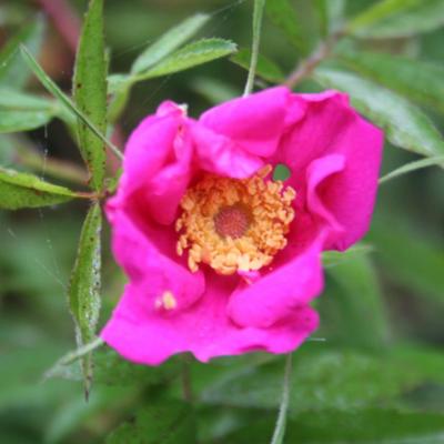 Rosa foliosa