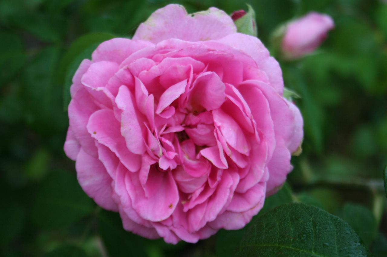 Rosa GERTRUDE JEKYLL® 'Ausboard'