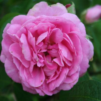 Rosa GERTRUDE JEKYLL® 'Ausboard'