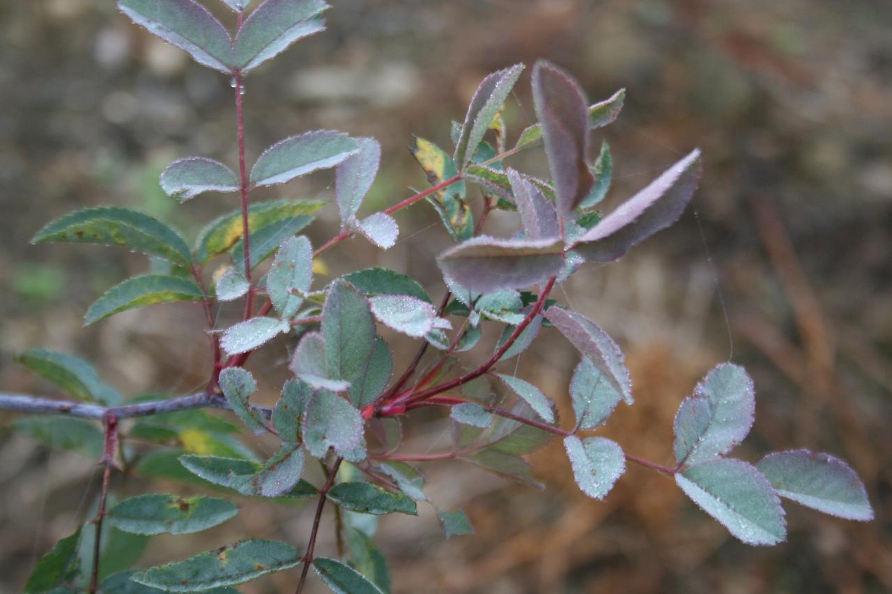 Rosa glauca