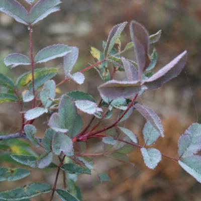 Rosa glauca