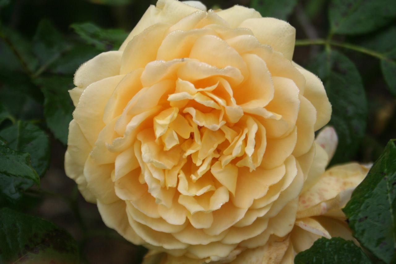 Rosa GOLDEN CELEBRATION® 'Ausgold'