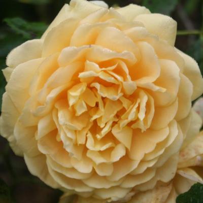 Rosa GOLDEN CELEBRATION® 'Ausgold'