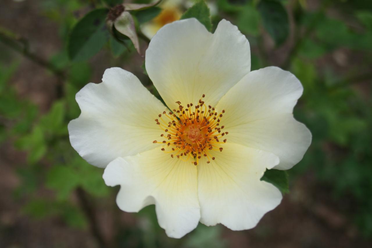 Rosa 'Golden Wings' (x modern)