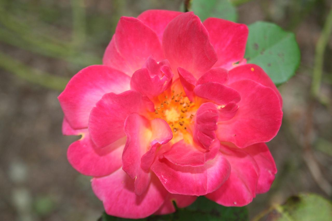 Rosa 'Joseph Coat'