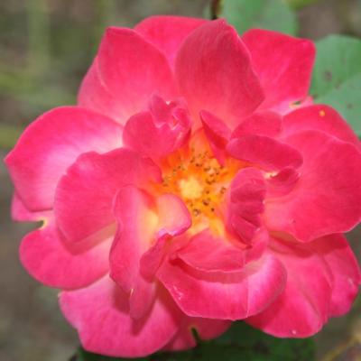 Rosa 'Joseph Coat'