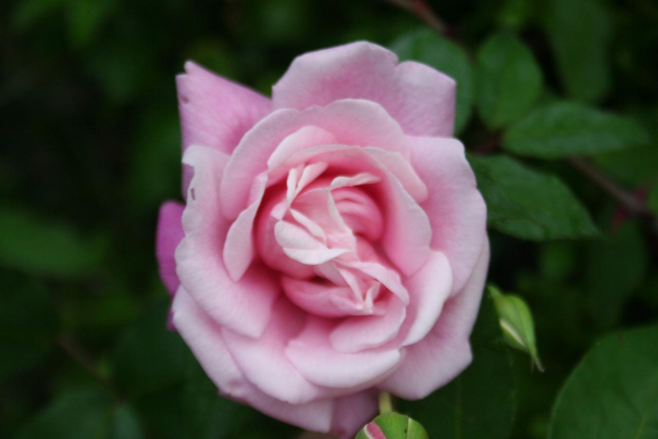 Rosa 'Le Vésuve'